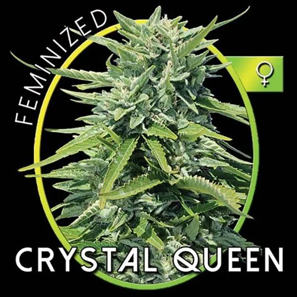 Crystal Queen