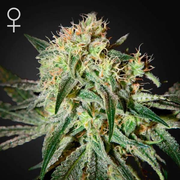 Damn Sour