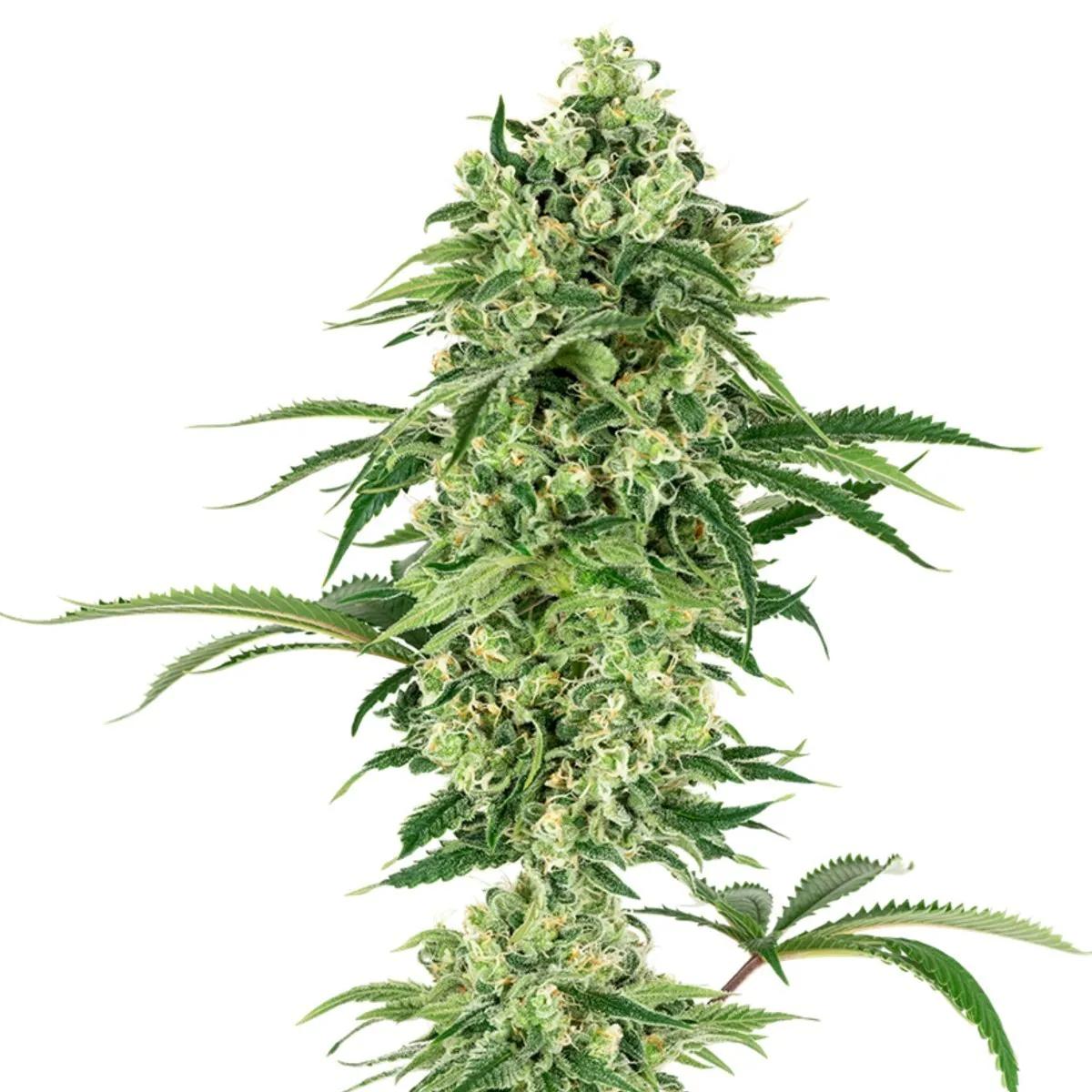 Double Banana Kush