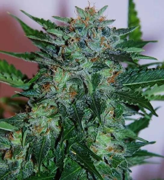 Flash Babylon Auto