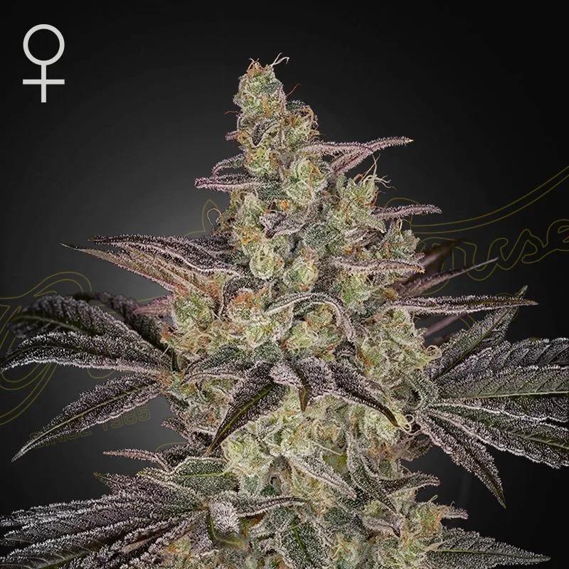 Frosted Guava