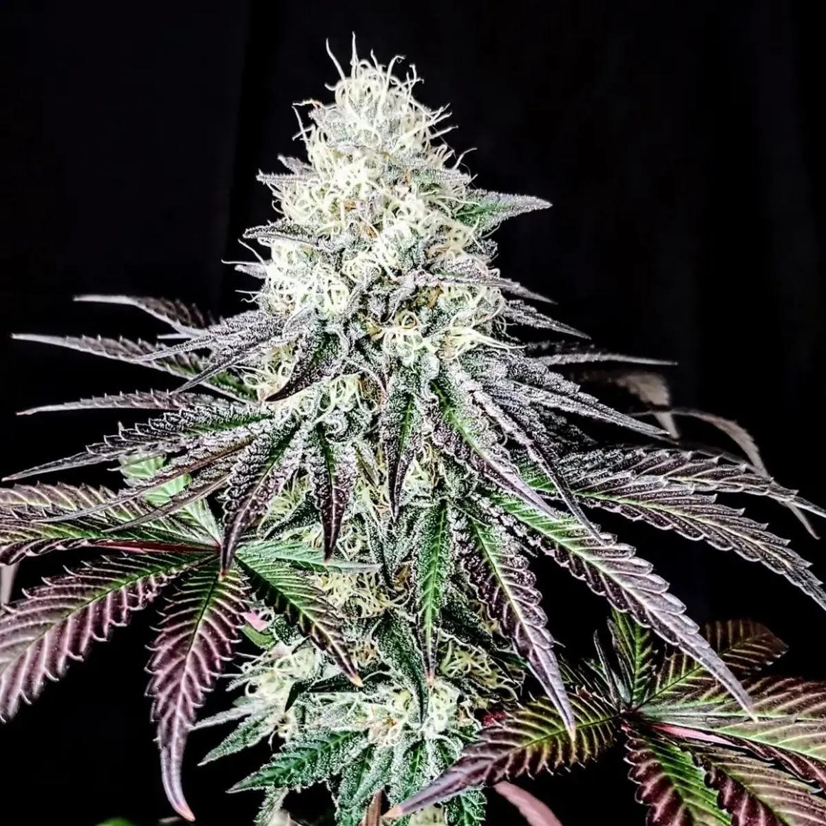 Garlic Cookies
