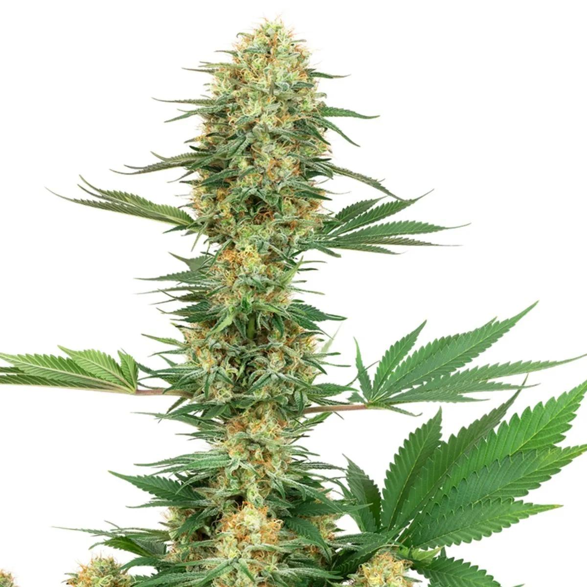 Gelato 420