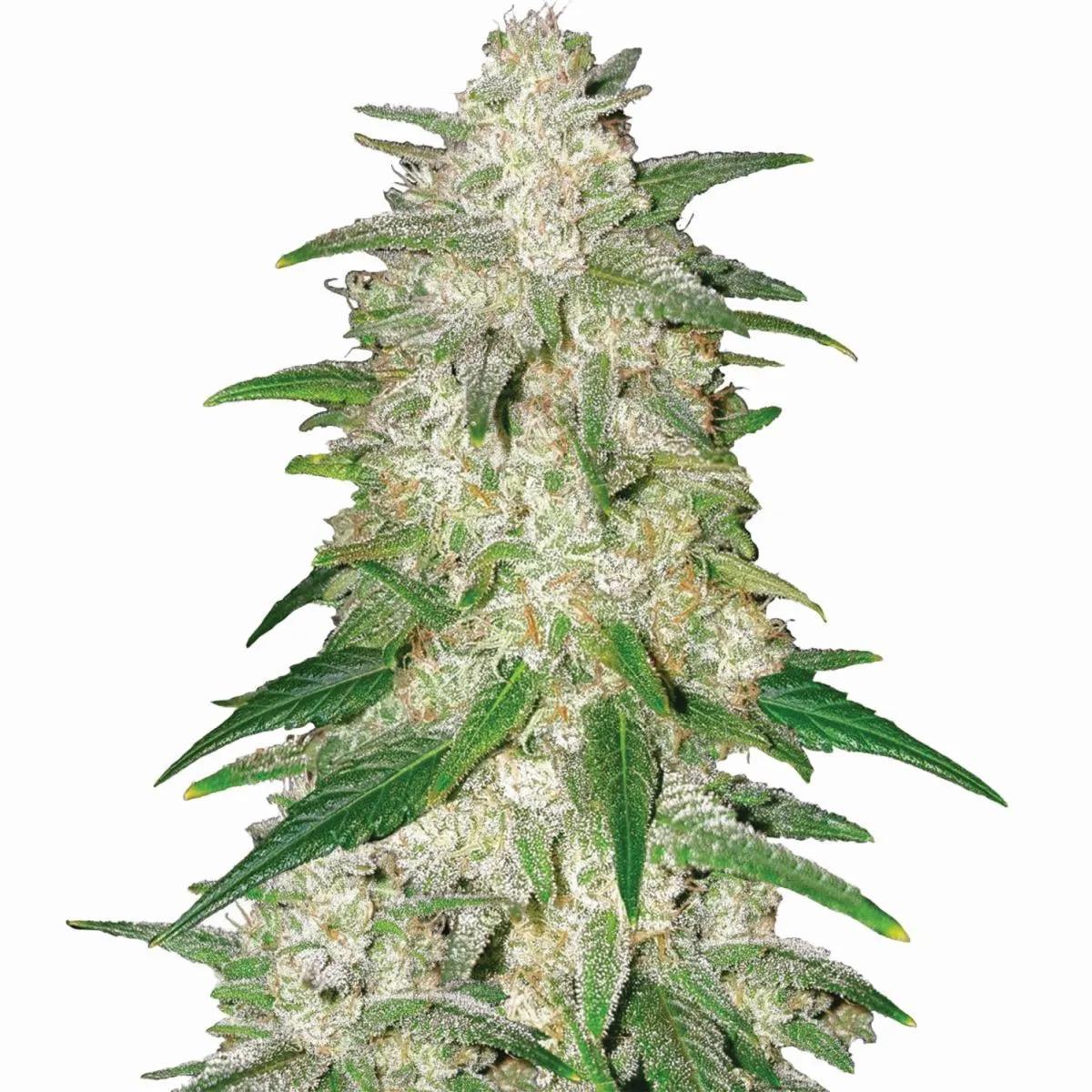 Gelato Auto (Nirvana)