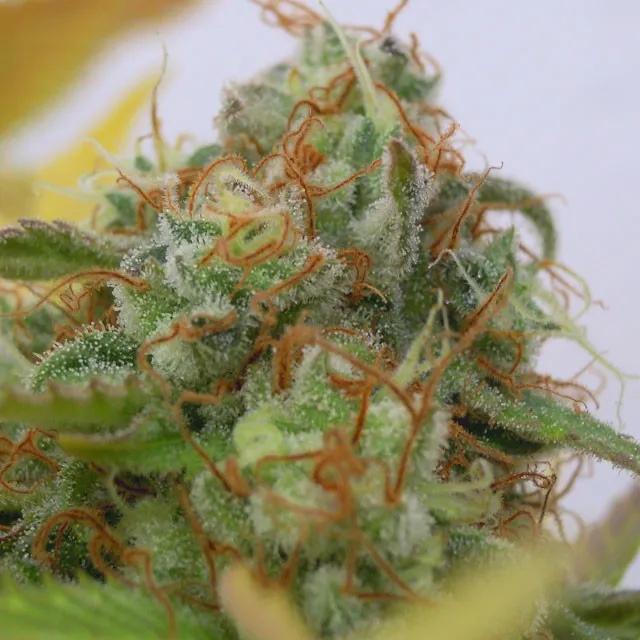 GG 4 Auto