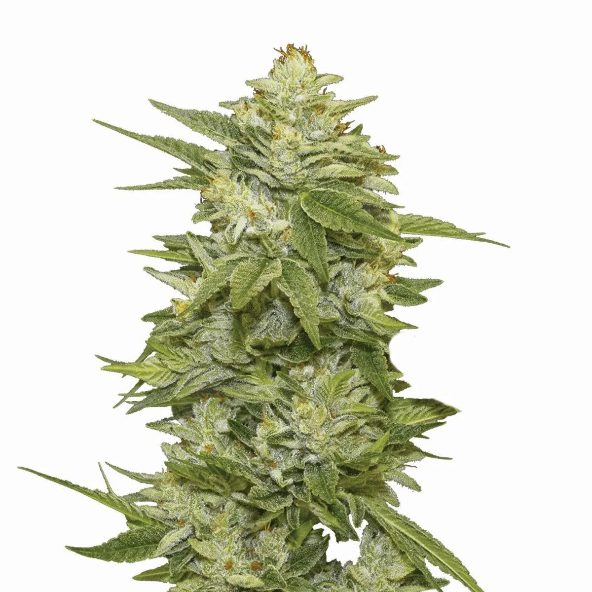 GG-48 Auto (Nirvana)