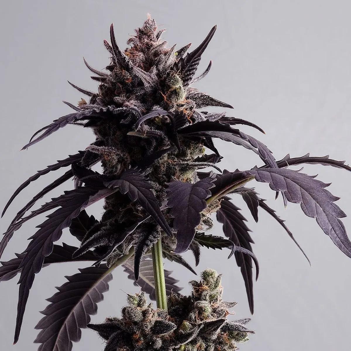Ginger Punch Auto