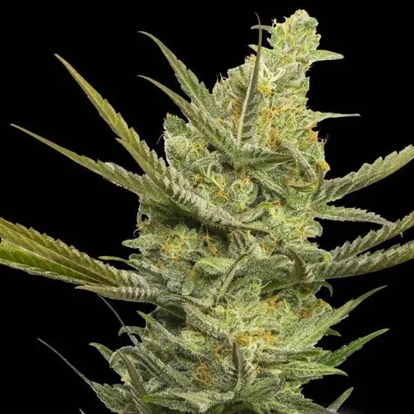 Gipsy Haze