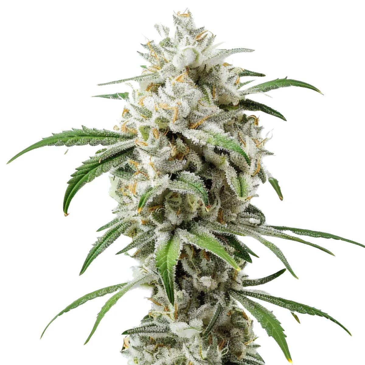 Girl Scout Cookies Auto