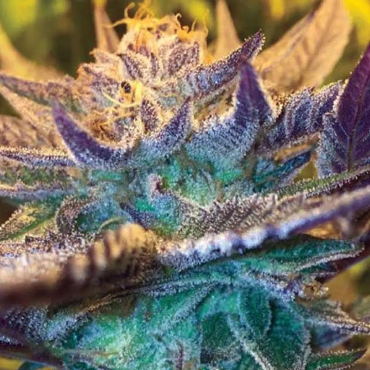 Girl Scout Cookies