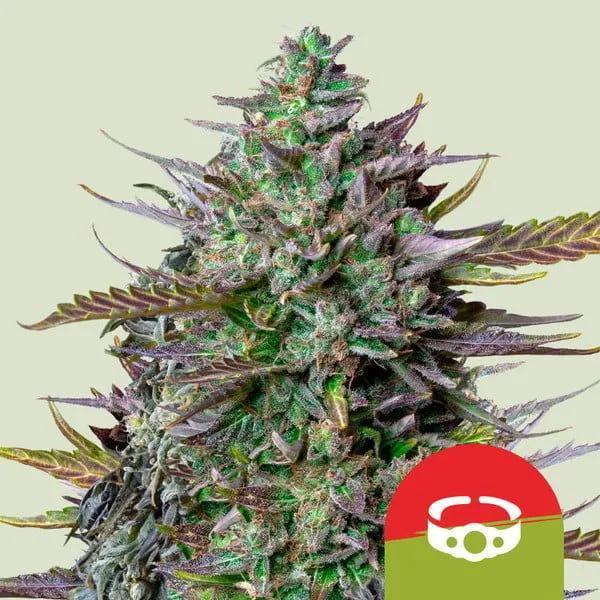 GOAT'lato