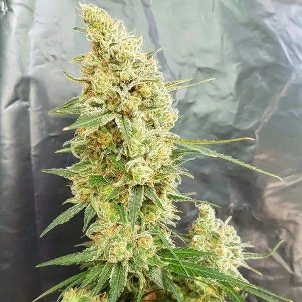 Gorilla Banana