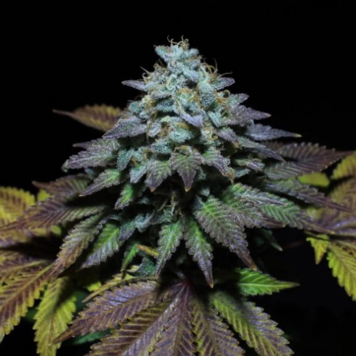 Gorilla Cookies