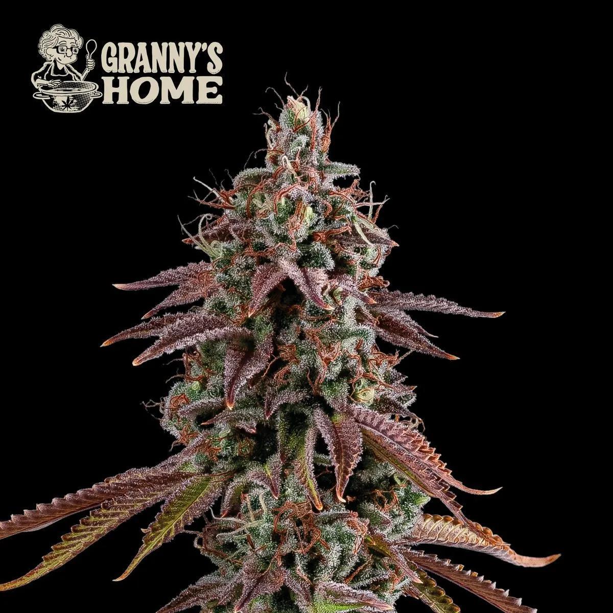 Granny’s Home (Seedstockers)