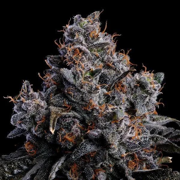 Grape Pop Rocks