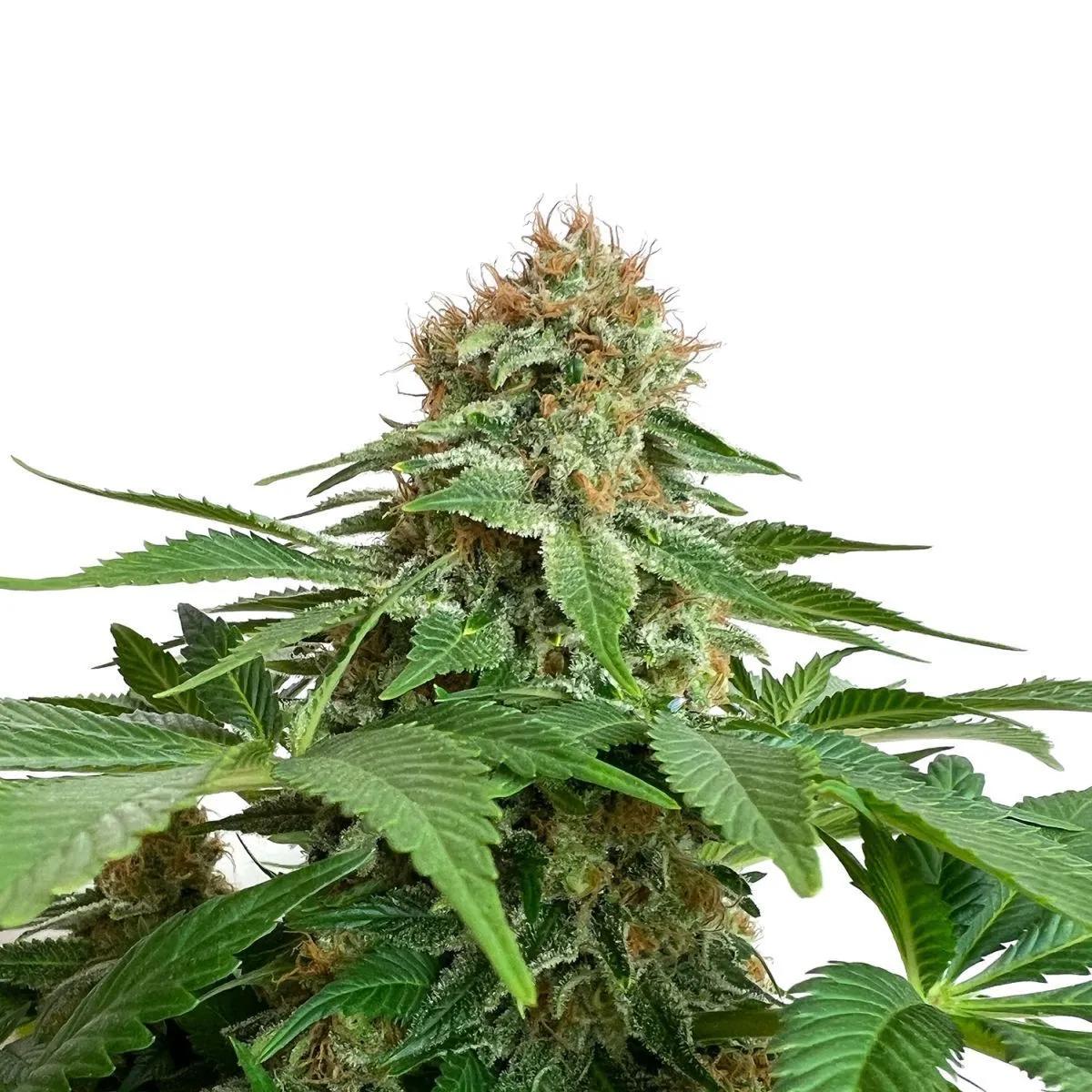 Grapefruit Superstar