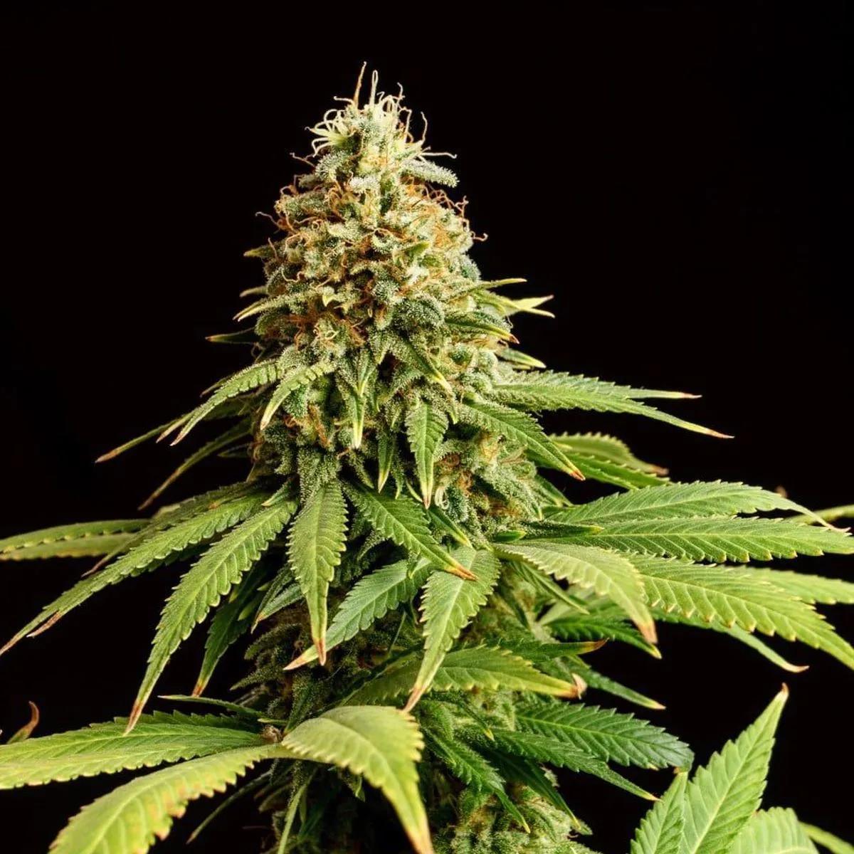 Hellfire OG