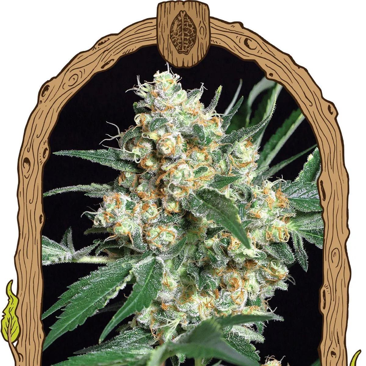 Honey Mints (Exotic Seed)