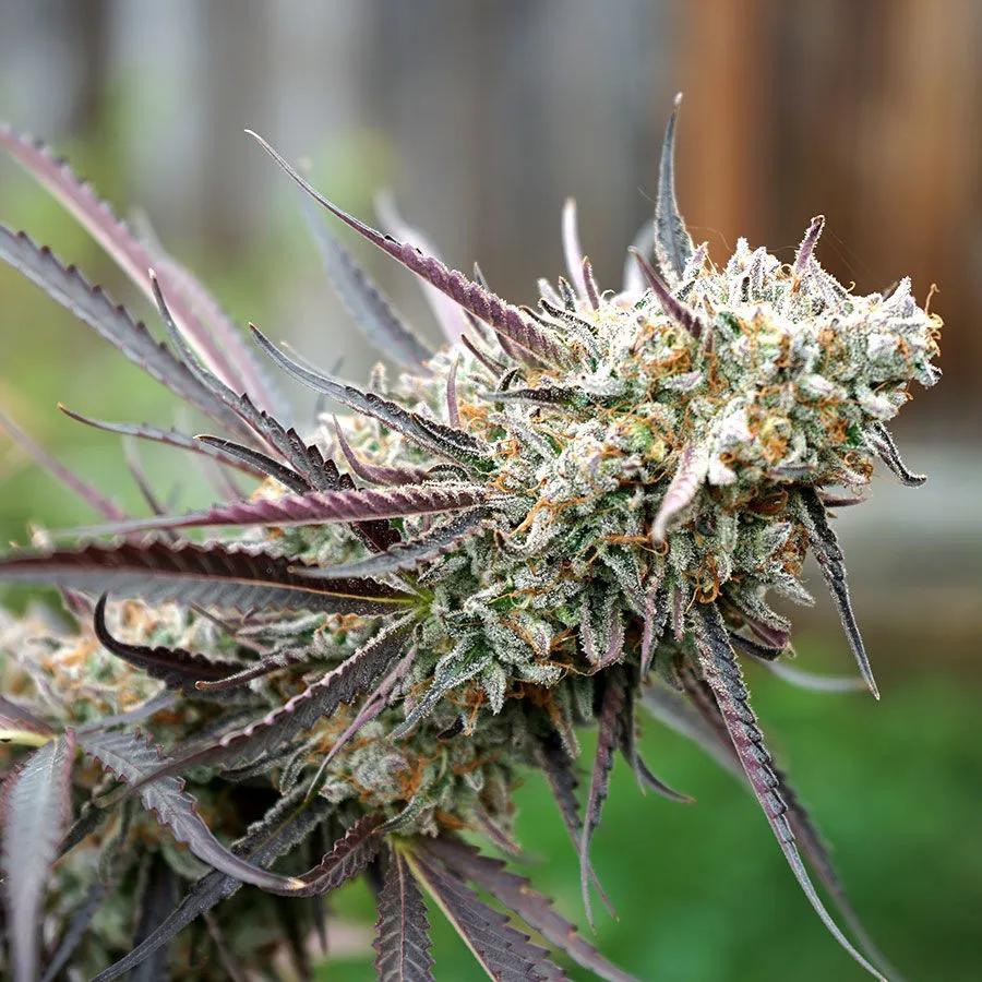 Ice Cream Cake Fast Flowering (Humboldt Seed Organization)