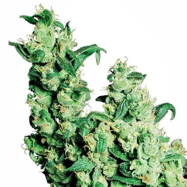 Jack Herer