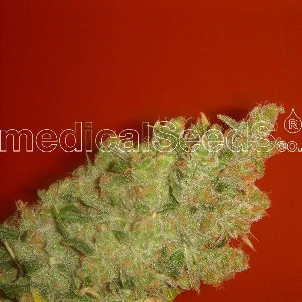 Jack La Mota