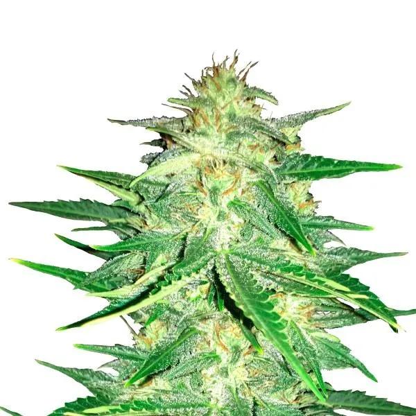 Lemon AK Auto