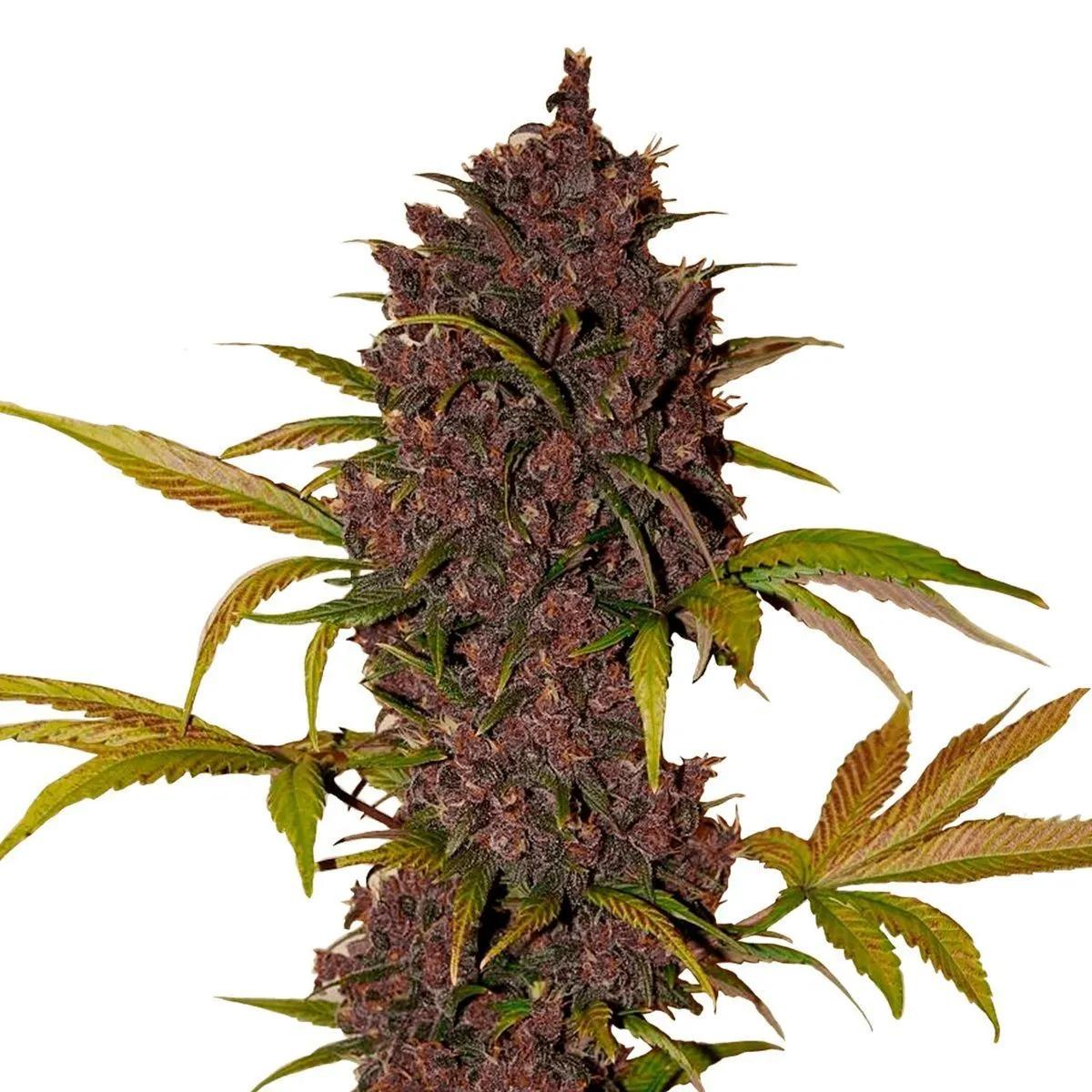 LSD-25 Auto