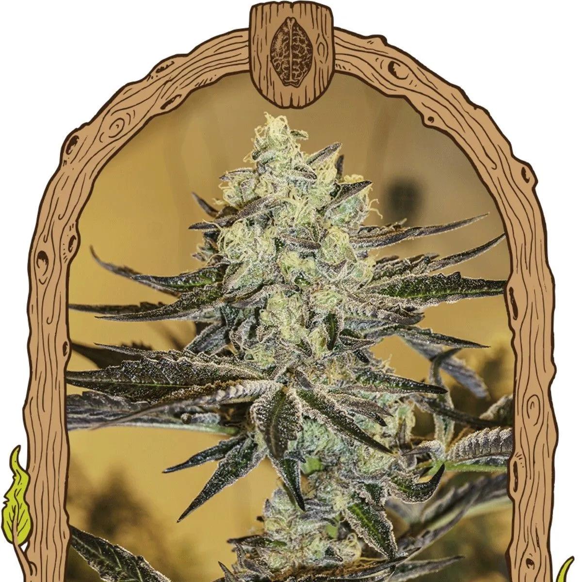 Malasaña Gelato (Exotic Seed)