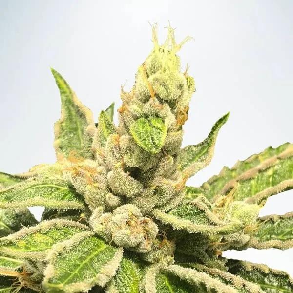 Mamacita’s Cookies