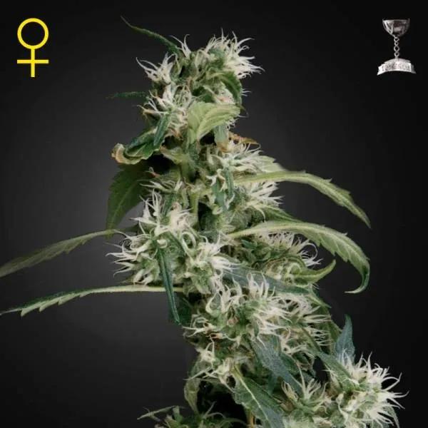 Mango Haze