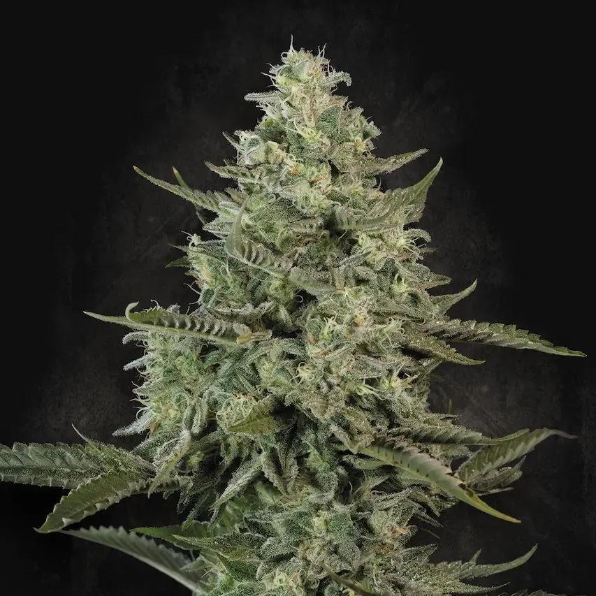 Mendo Crème