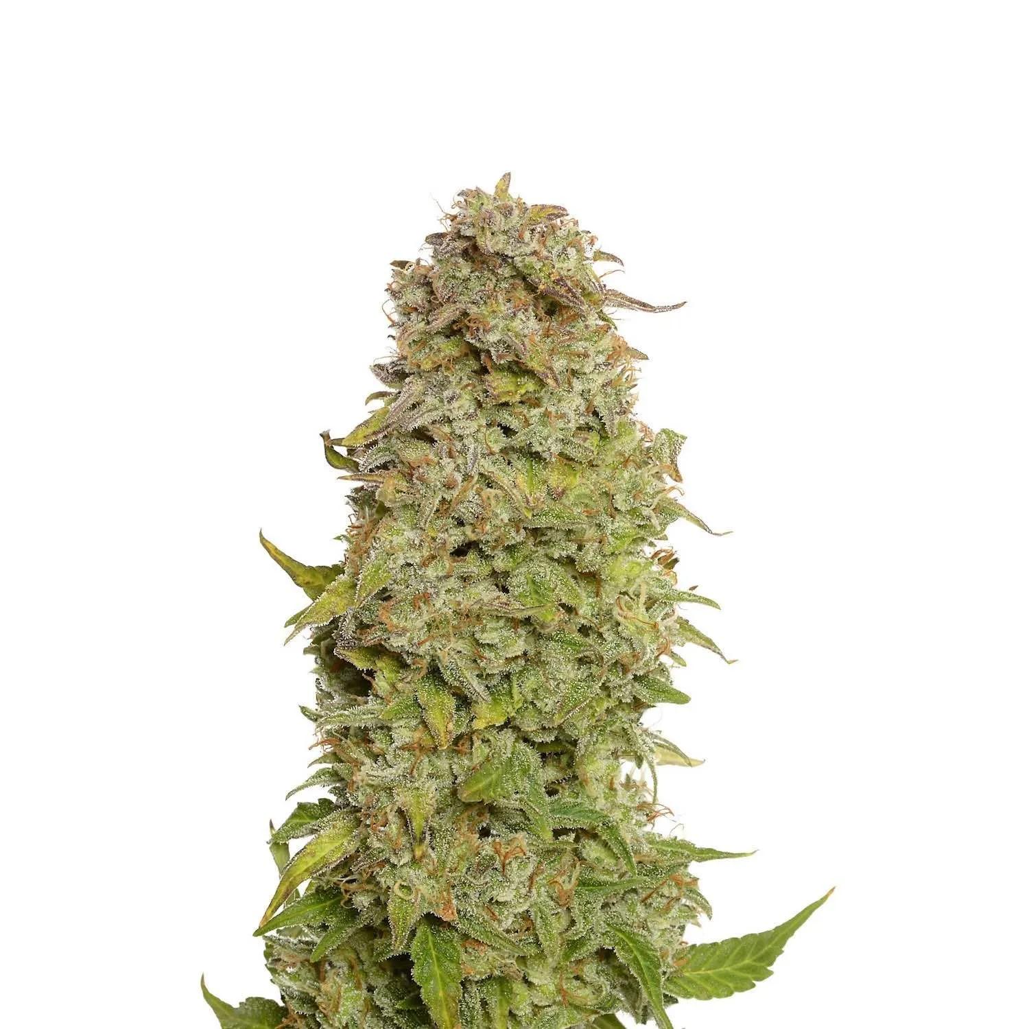 Milkshake Kush Autoflower