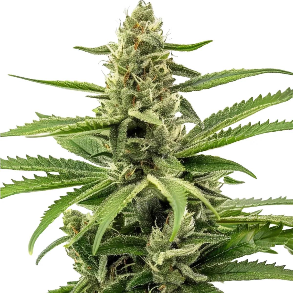 Northern Lights