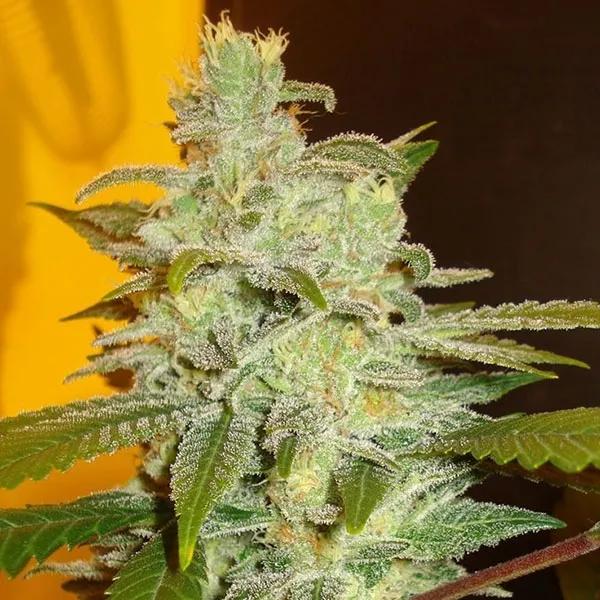 Northern Lights