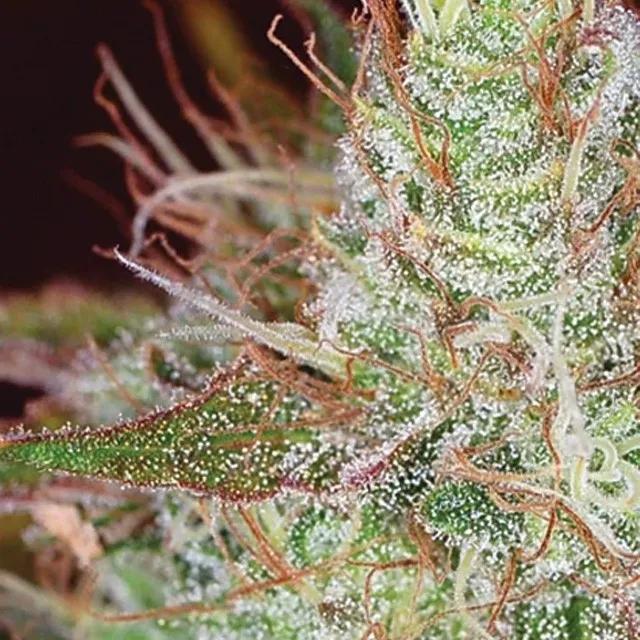 Northern Lights