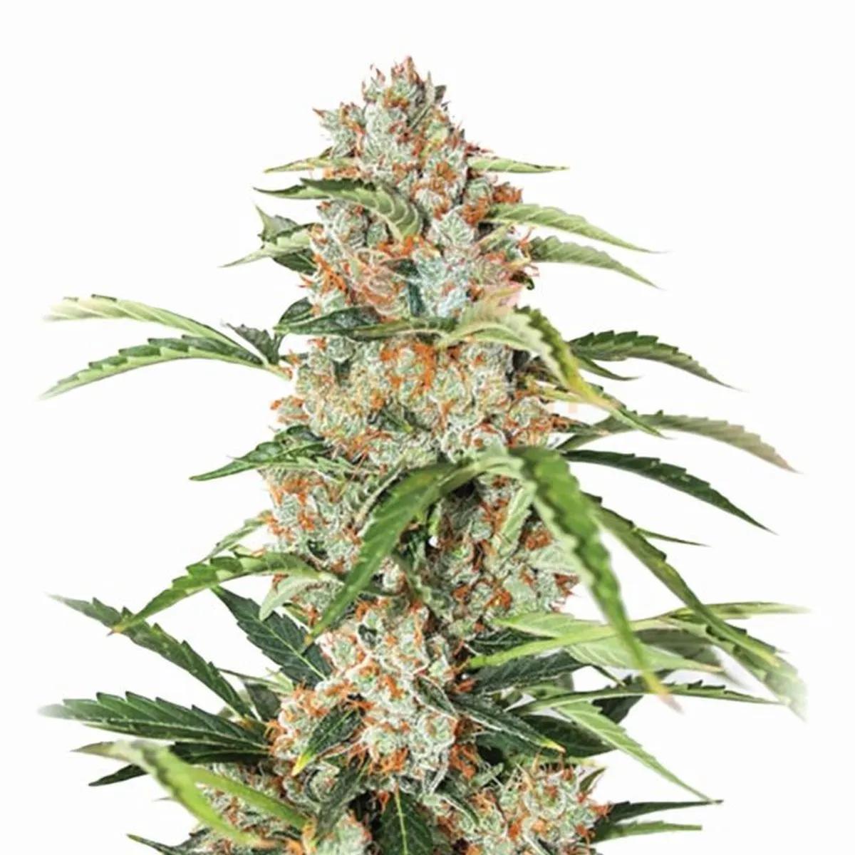 Orange Bud Auto (Nirvana)