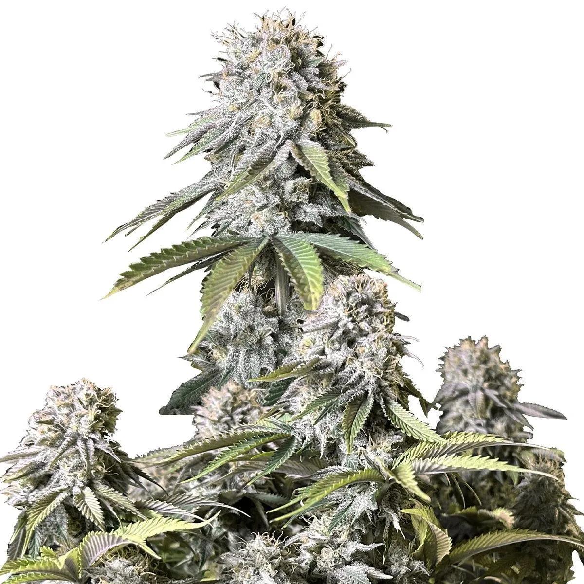 Orange Sherbet FF