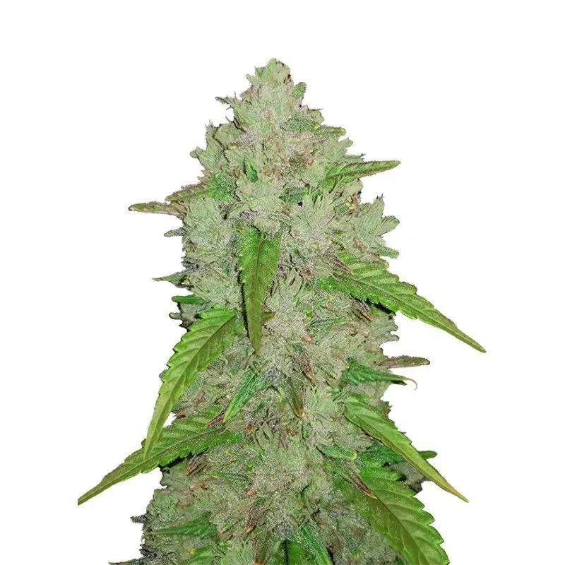 Original Auto Amnesia Haze