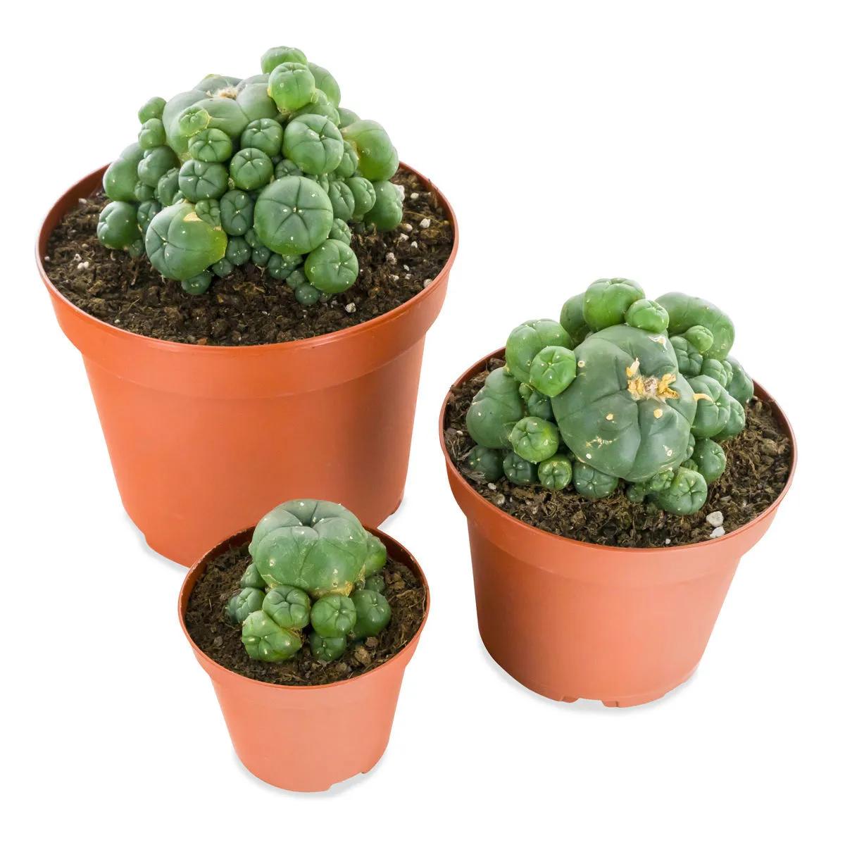 Peyote-kaktus sivuversoilla