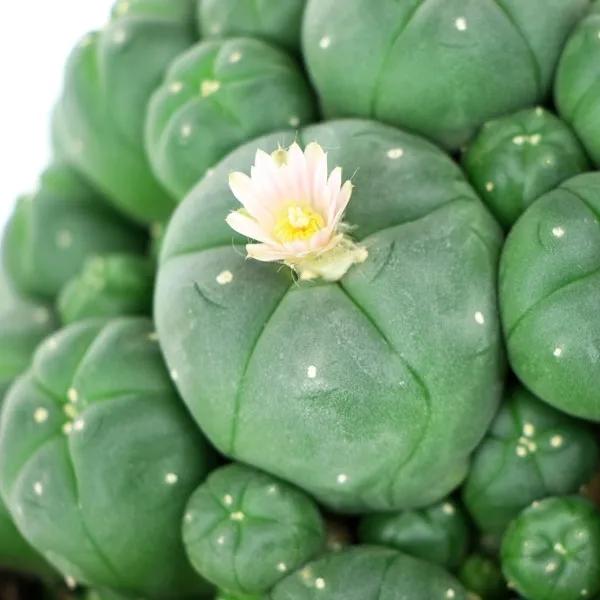 Peyote-kaktus sivuversoilla