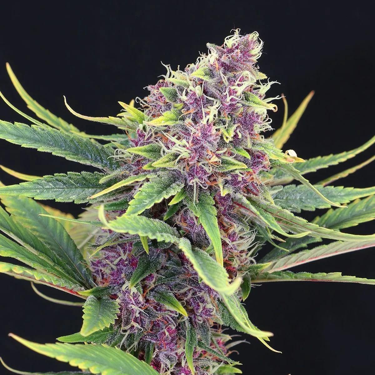 Purple Kush