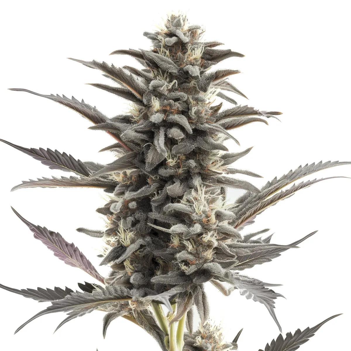 Purple Punch