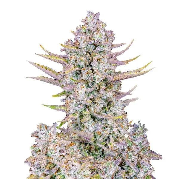 Purple Punch