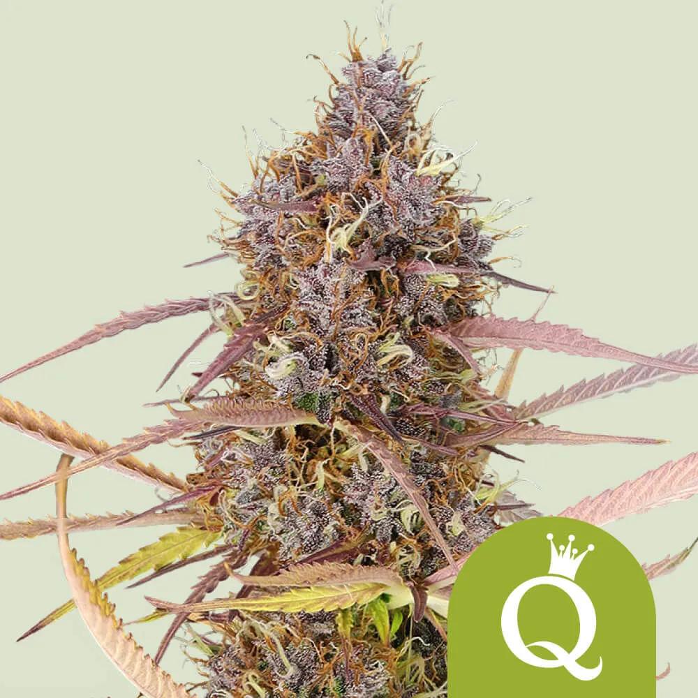 Purple Queen Autoflower
