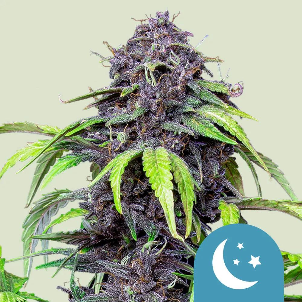 Purplematic CBD Autoflower