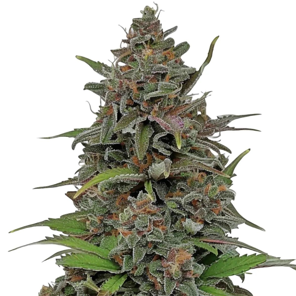 Rainbow Driver Auto