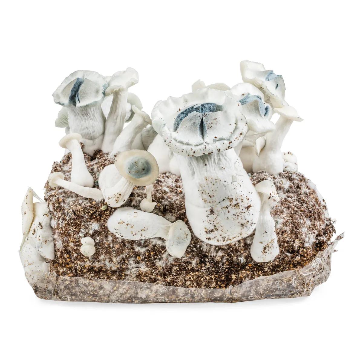 Ready-2-Grow -kasvatuspussi 'APE'