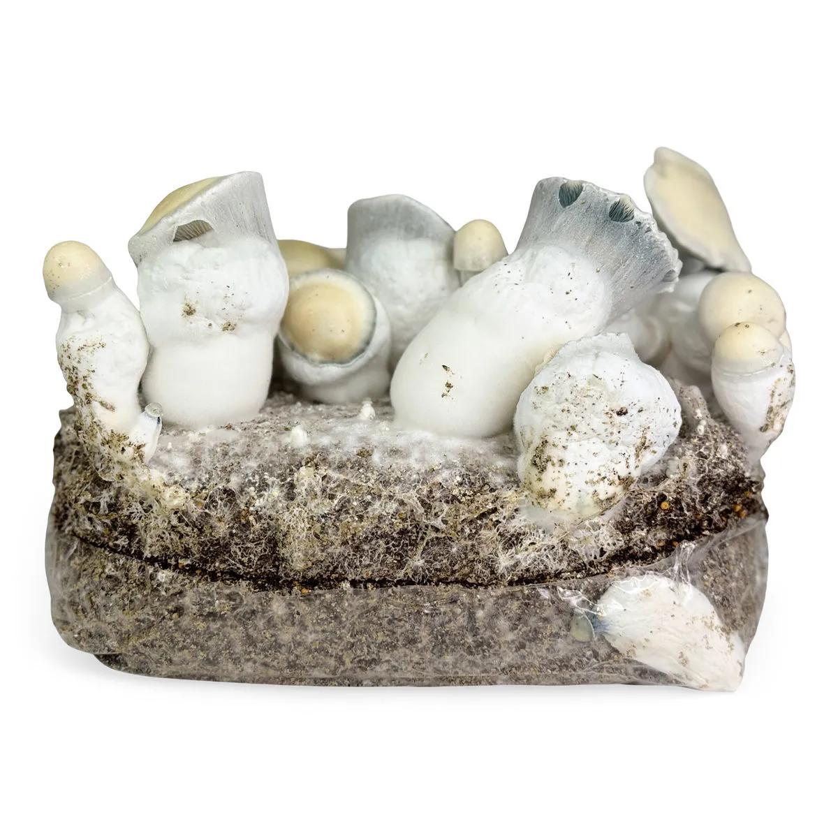 Ready-2-Grow-kasvatuspussi 'Jack Rabbit'