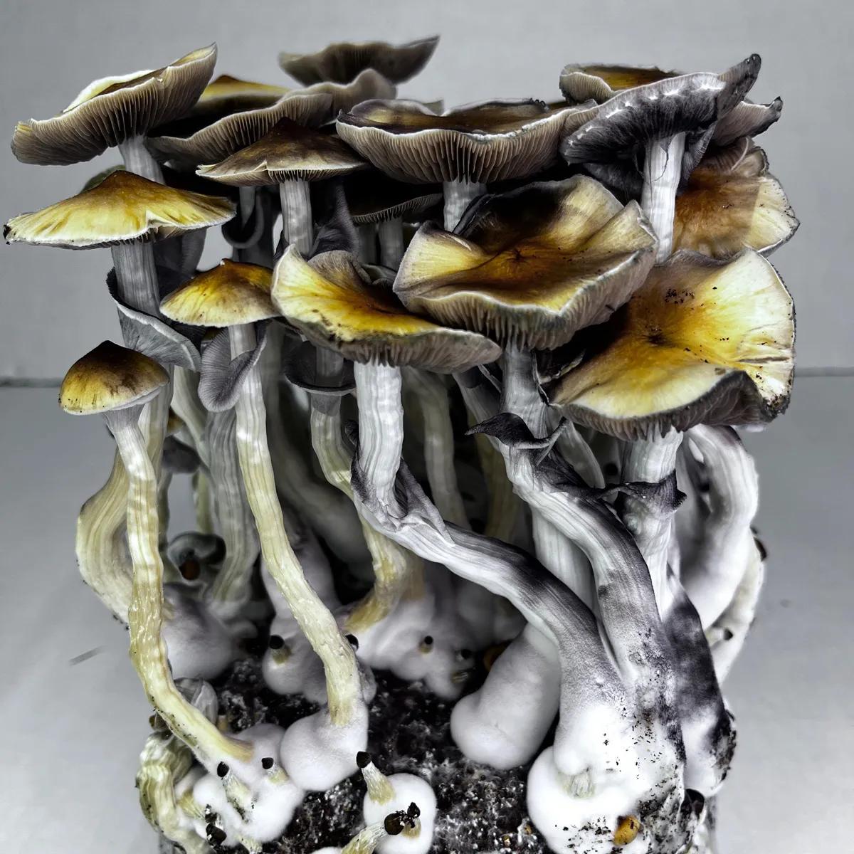 Ready-2-Grow -kasvatuspussi 'McKennaii'