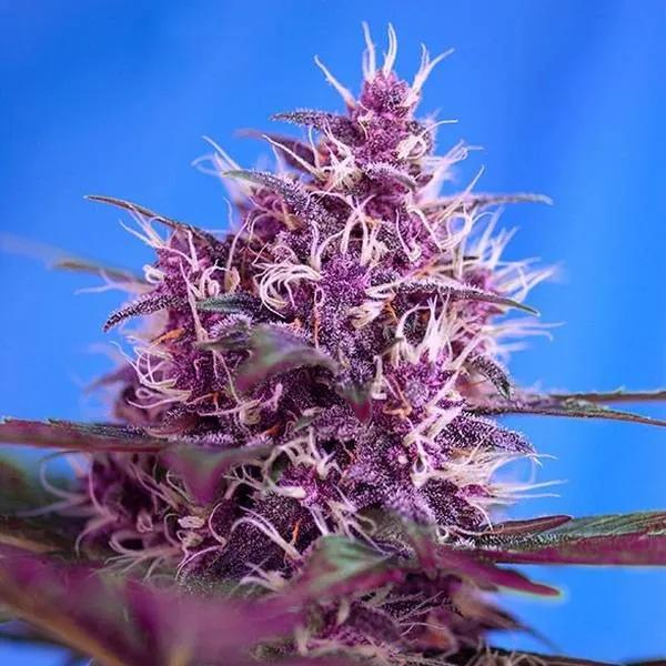 Red Poison Auto